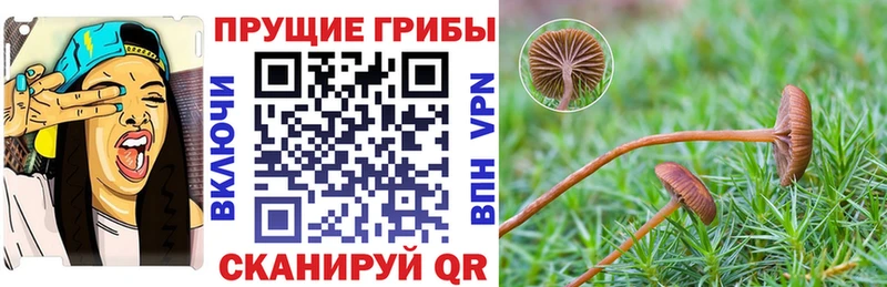 Псилоцибиновые грибы Psilocybine cubensis Сафоново